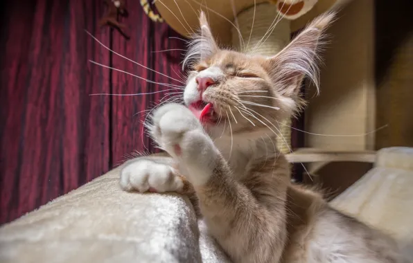 Picture cat, cat, mustache, paws, Maine Coon, Moydodyr, moustaches