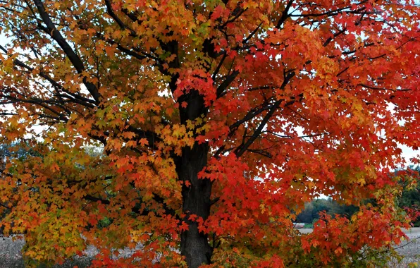 Autumn, leaves, trees, colors, autumn, leaves, tree, fall
