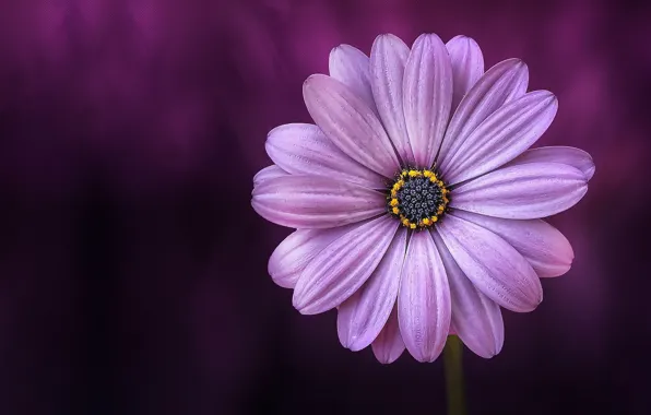 Color, Flower, Plant, Plants, Flower, Flowers, Color, Flora