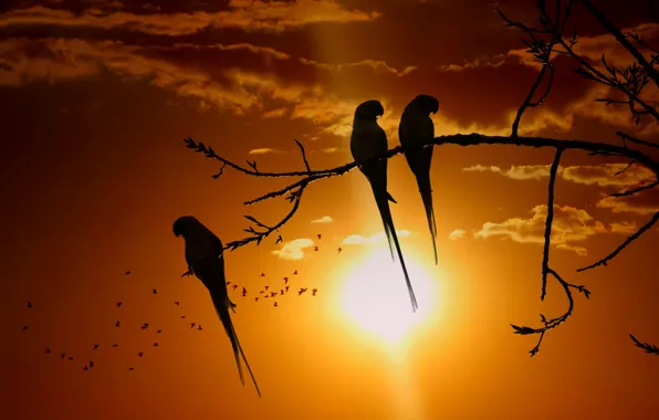 The sky, the sun, clouds, rays, light, sunset, birds, branches