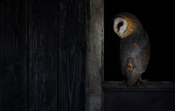 Owl, bird, Board, window, the barn, black background, the barn owl
