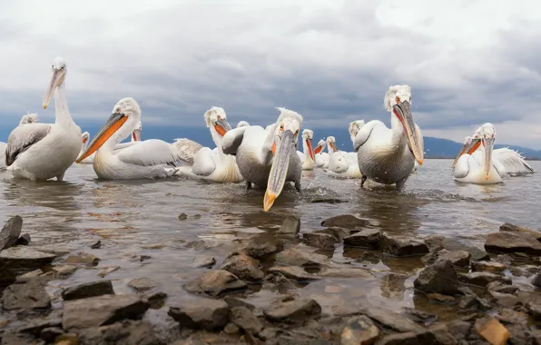 Picture the sky, look, clouds, stones, bird, shore, pack, pond
