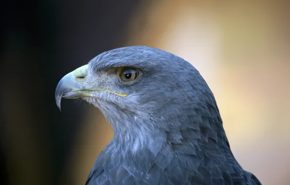 Picture background, head, Falcon, bokeh