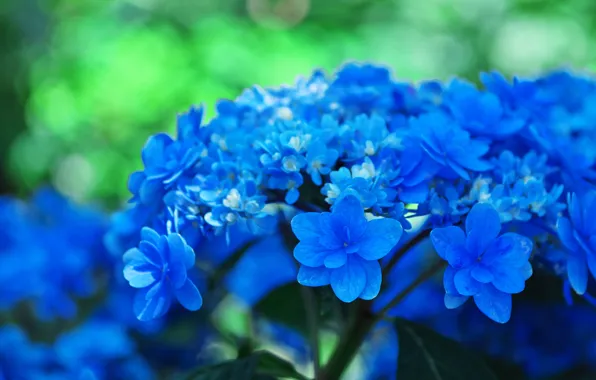 Flowers, blue, green, background, blue, bokeh, hydrangea, inflorescence