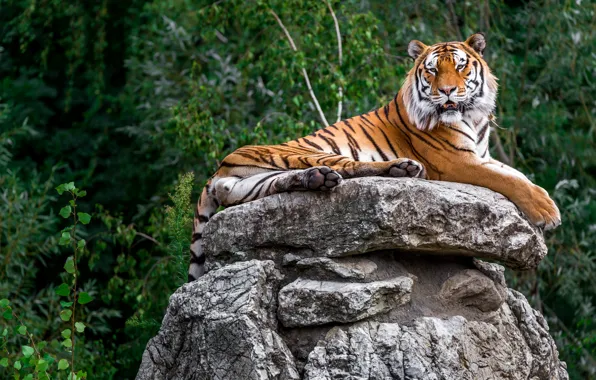 Look, face, tiger, pose, stones, lies