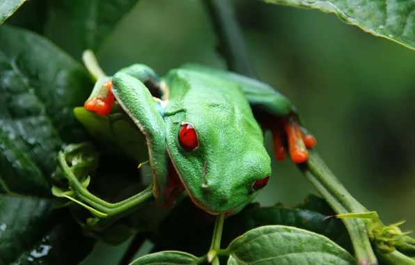 Picture eyes, leaves, frog, red, green