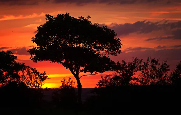 The sky, trees, the evening, silhouette, glow