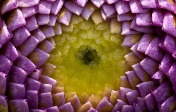 Picture flower, color, core
