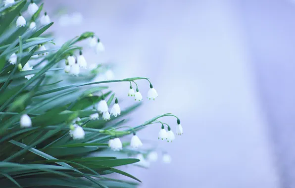 Leaves, flowers, background, spring, green, snowdrops, white