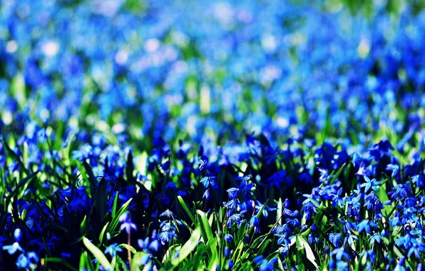 Picture field, flowers, background, widescreen, Wallpaper, blue, wallpaper, flowers