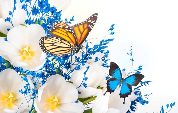 Flowers, collage, butterfly, wings, petals, tulips
