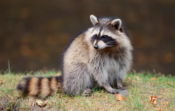 Grass, look, glade, raccoon, sitting