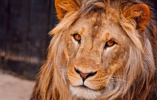 Face, Leo, mane