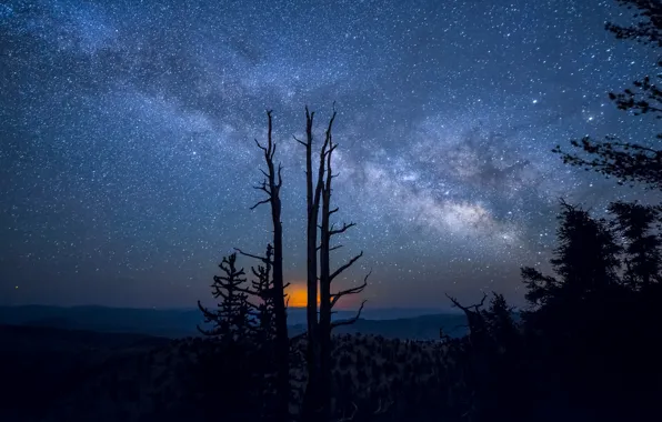 Trees, nature, the milky way, night star