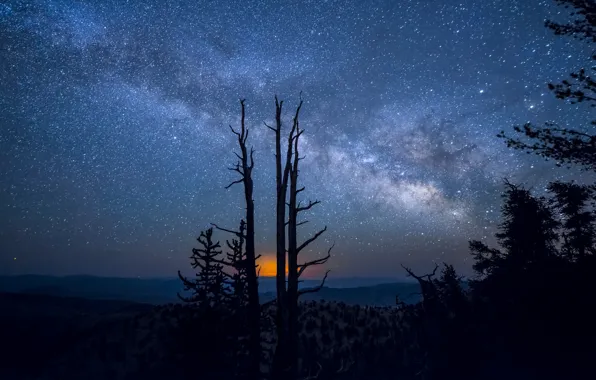 Picture trees, nature, the milky way, night star