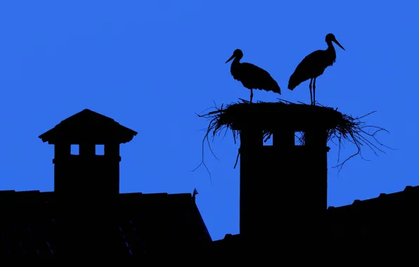 Picture roof, the sky, the city, Wallpaper, silhouette, socket, stork, tile