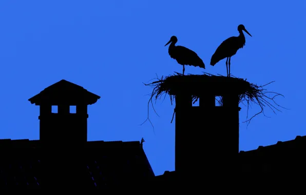 Roof, the sky, the city, Wallpaper, silhouette, socket, stork, tile