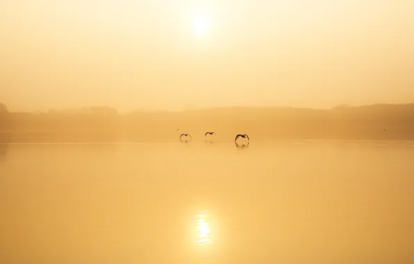 Birds, fog, lake