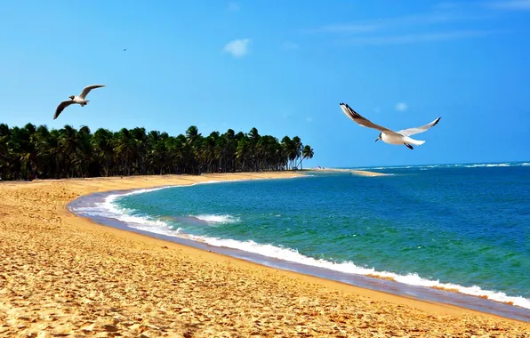 Picture sand, wave, beach, the sky, clouds, landscape, birds, palm trees