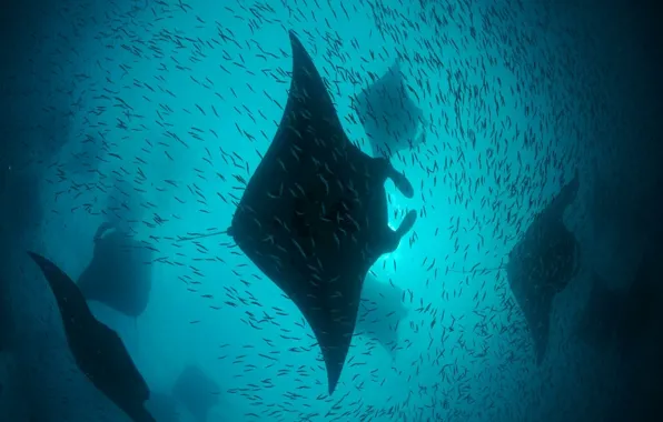 Life, pack, underwater, skaloobraznuju, family