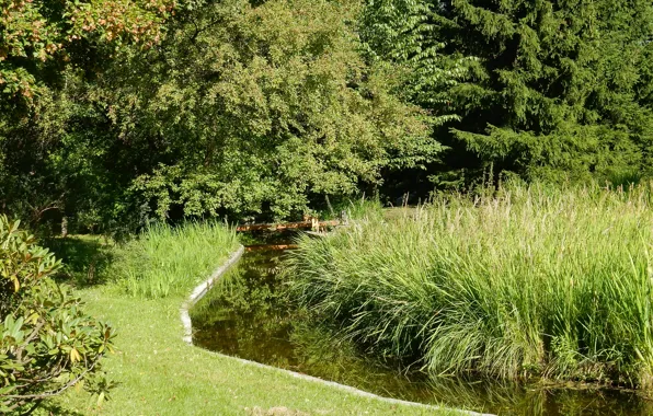 Grass, trees, nature, stream, tree, widescreen, Wallpaper, wallpaper
