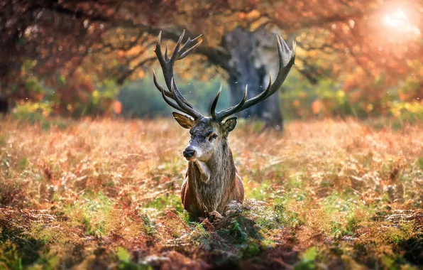 Picture autumn, nature, tree, animal, deer, grass