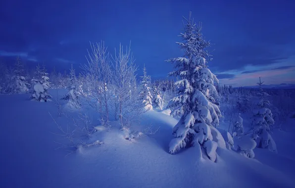 Winter, snow, trees, nature, the evening, ate, Norway