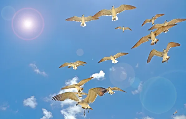 Picture the sky, the sun, flight, bird, seagulls, wings