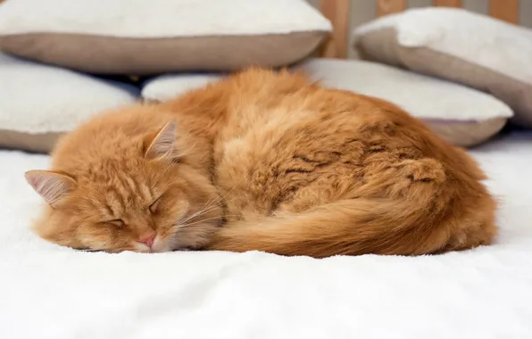 Cat, cat, pillow, sleeping, bed, lies, red, bokeh