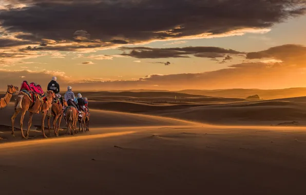 Sand, sunset, Australia, dunes, panorama, camels, caravan, Australia