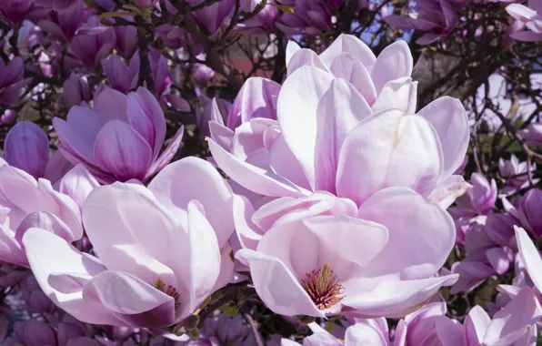 Picture flowers, branches, nature, beauty, spring, petals, gentle, buds