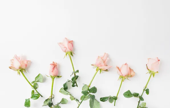 Flowers, roses, Pink, buds, roses
