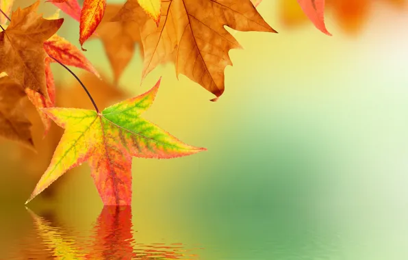 Autumn, leaves, water, reflection, blur