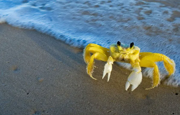 Picture water, nature, shore, Atlantic crab-Ghost