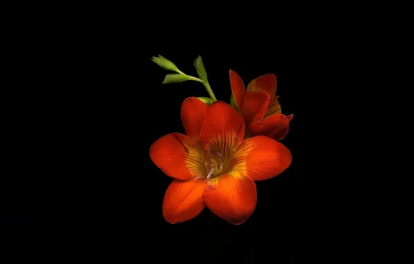 Flower, light, background, shadow, petals
