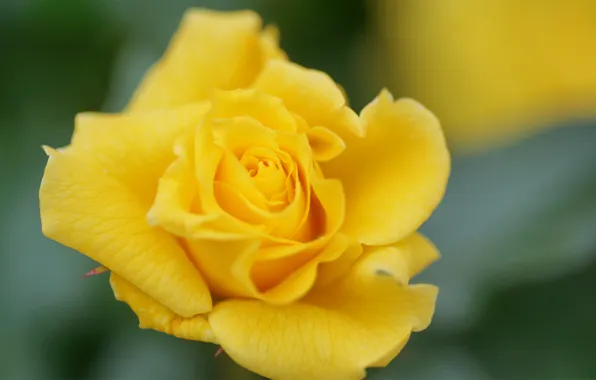 Flower, macro, rose, yellow