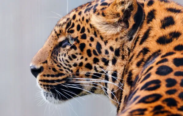 Face, predator, leopard, profile
