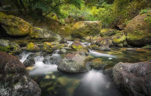 Forest, nature, river, stones, moss