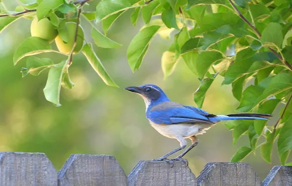 Nature, bird, the fence, scrub jay