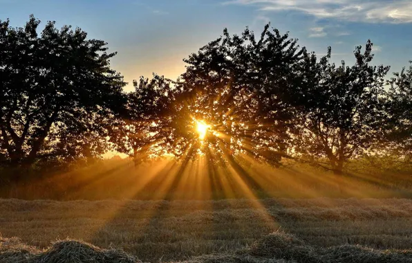 Field, rays, trees, sunset, Germany, Bayern