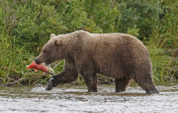 Picture nature, river, fish, hunting, brown bear, mammal