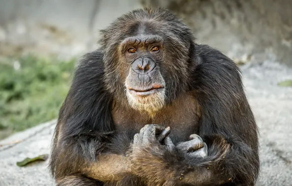Picture look, monkey, Chimpanzee