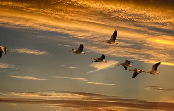 The sky, clouds, light, flight, sunset, birds, pack, geese