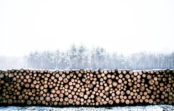 Winter, forest, logs, wood