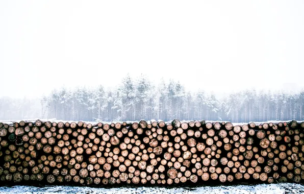 Winter, forest, wood, log