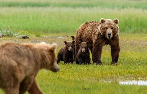 Picture glade, baby, bear, bear, bear