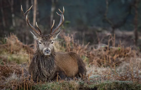 Picture deer, horns, bokeh, animal, antlers