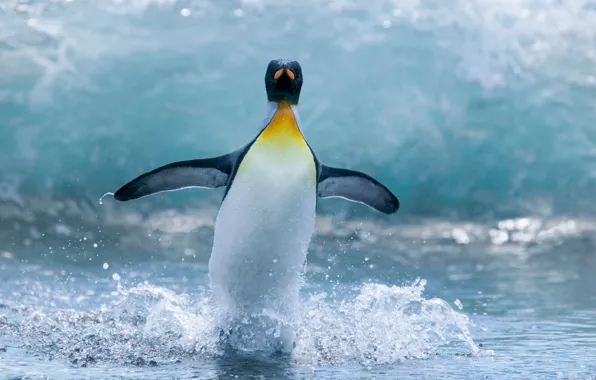 Picture WATER, The OCEAN, WINGS, MOVEMENT, DROPS, SQUIRT, FINS, PENGUIN