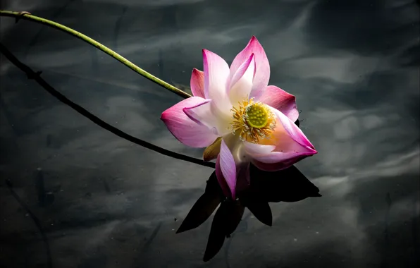 Water, flowers, reflection, the dark background, stem, Lotus, pink, pond