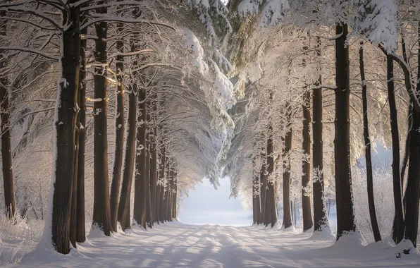 Winter, frost, road, light, snow, trees, nature, Park